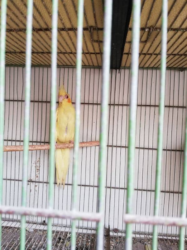 Cocktiel adult 3