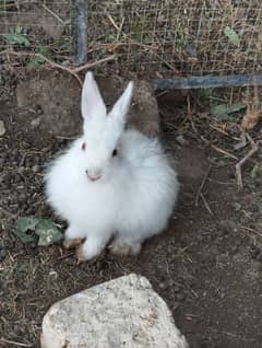 Rabbits Breeder, Angura and Desi Both Urgent sale