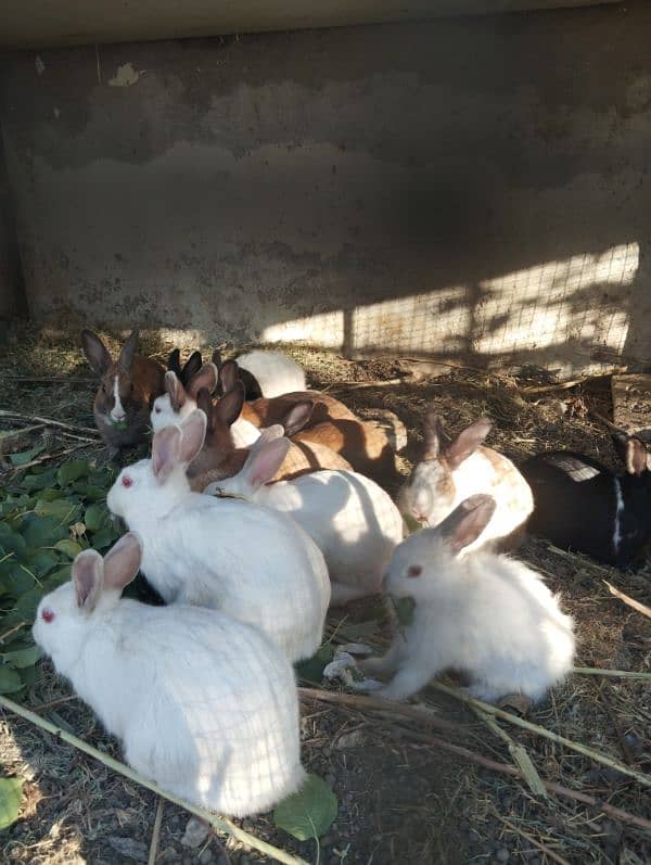 Rabbits Breeder, Angura and Desi Both Urgent sale 1