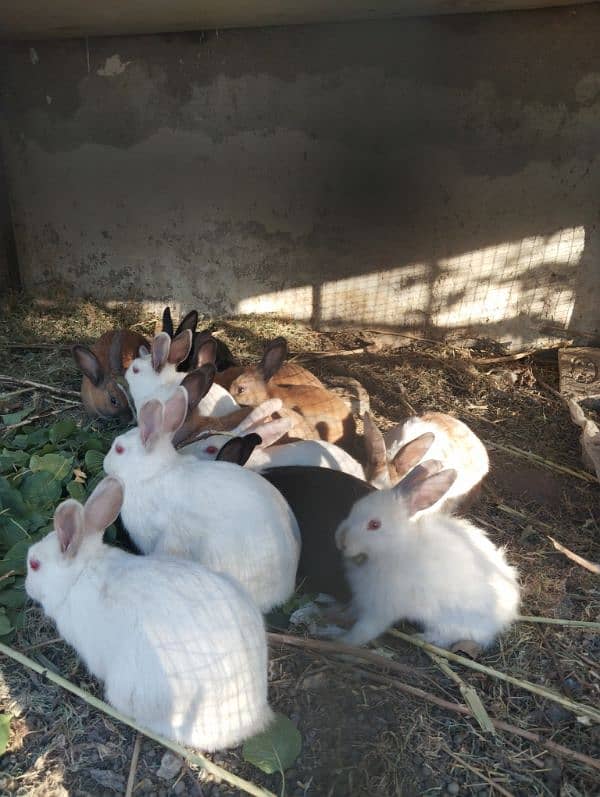 Rabbits Breeder, Angura and Desi Both Urgent sale 2