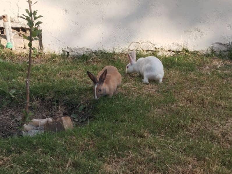 Rabbits Breeder, Angura and Desi Both Urgent sale 3