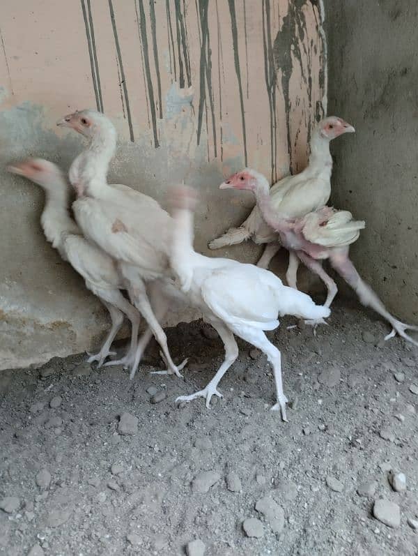 5 Nos heera Aseel chicks for sale 0