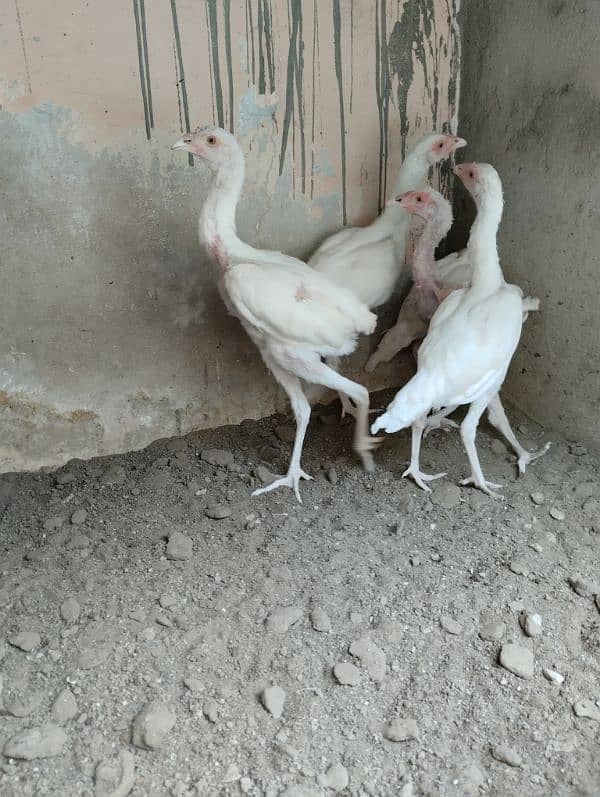 5 Nos heera Aseel chicks for sale 1