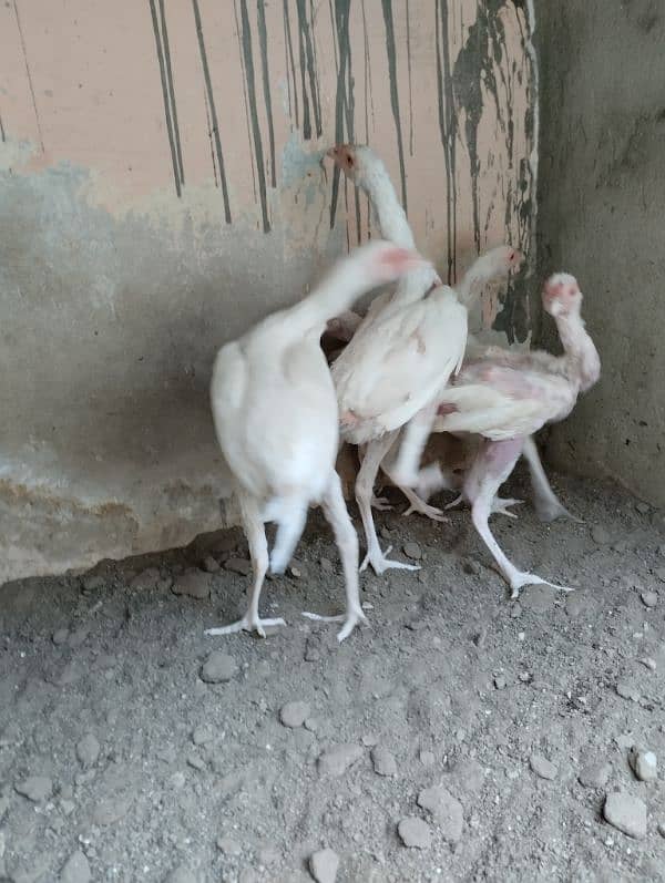 5 Nos heera Aseel chicks for sale 2