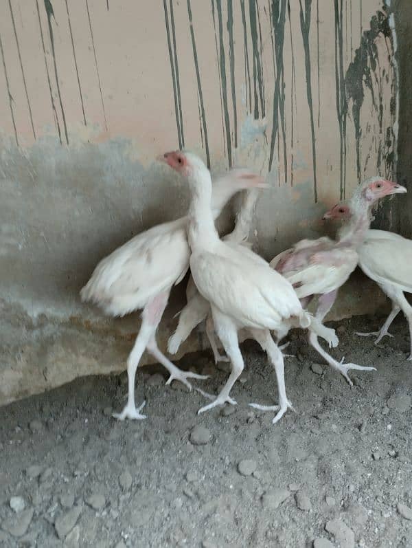 5 Nos heera Aseel chicks for sale 3