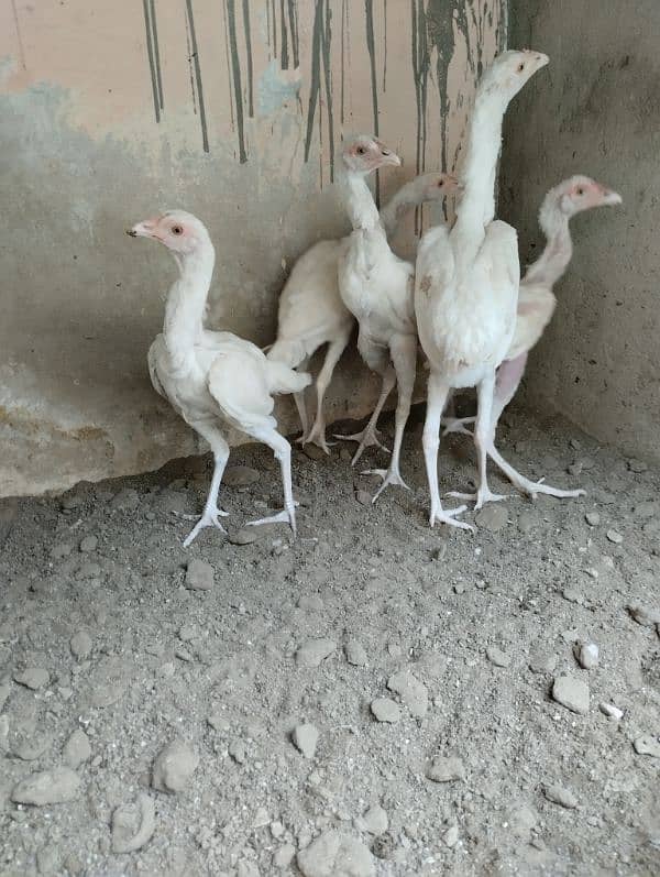 5 Nos heera Aseel chicks for sale 4