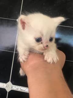 1 month baby kittens blue eyes