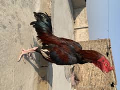 lakha Aseel patha available for sale 03145330828