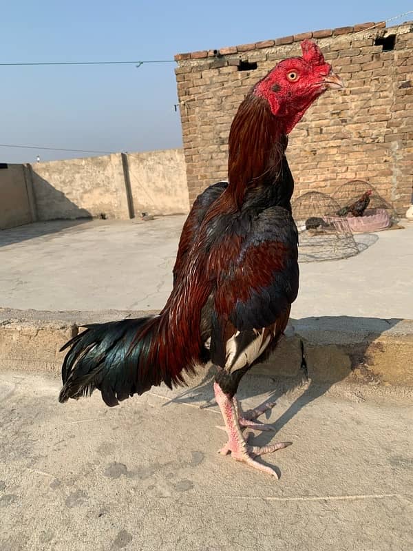 lakha Aseel patha available for sale 03145330828 1