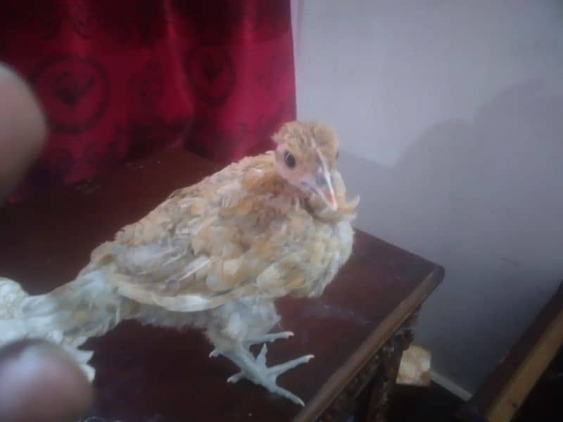 2 month chicken 2