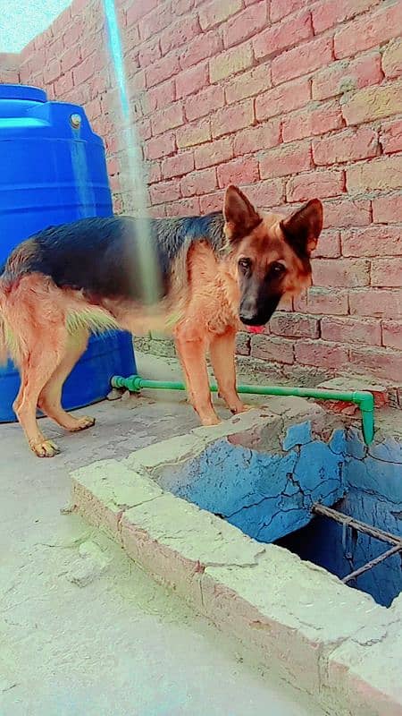 German shepherd female 0