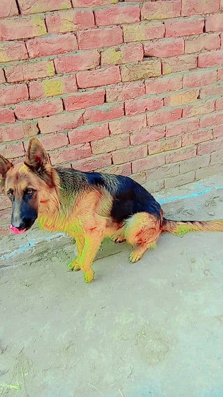 German shepherd female 1