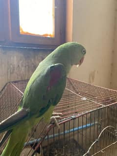 Kashmiri parrot talking