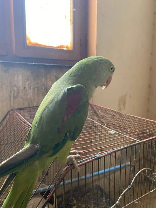 Kashmiri parrot talking 0