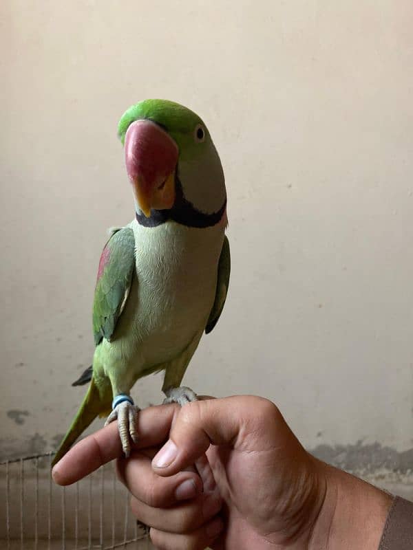 Kashmiri parrot talking 1