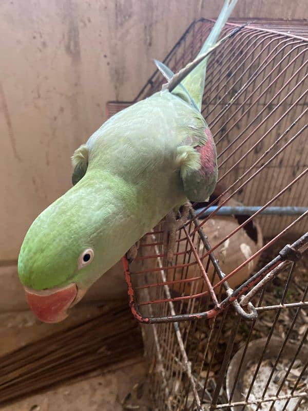 Kashmiri parrot talking 2