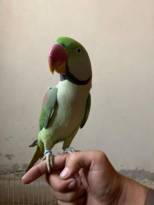 Kashmiri parrot talking 3