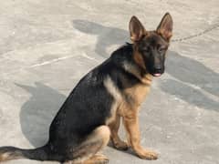 German shepherd