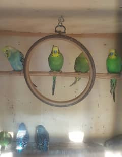 Very beautiful and healthy Australian budgies