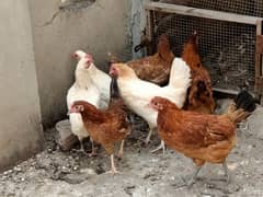 Hen's for Sell