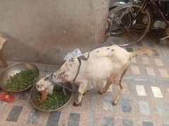 pure dasi bakri