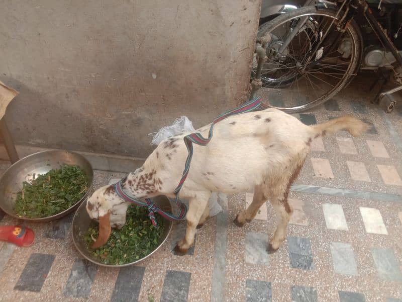 pure dasi bakri 0