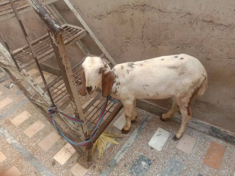 pure dasi bakri 1