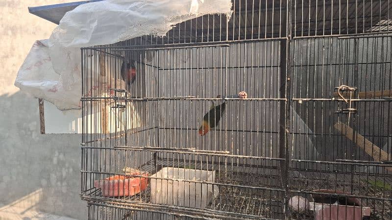 love birds plus cage double 2