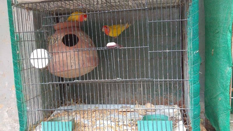 Latino and Budgies pair and babies for sell 0