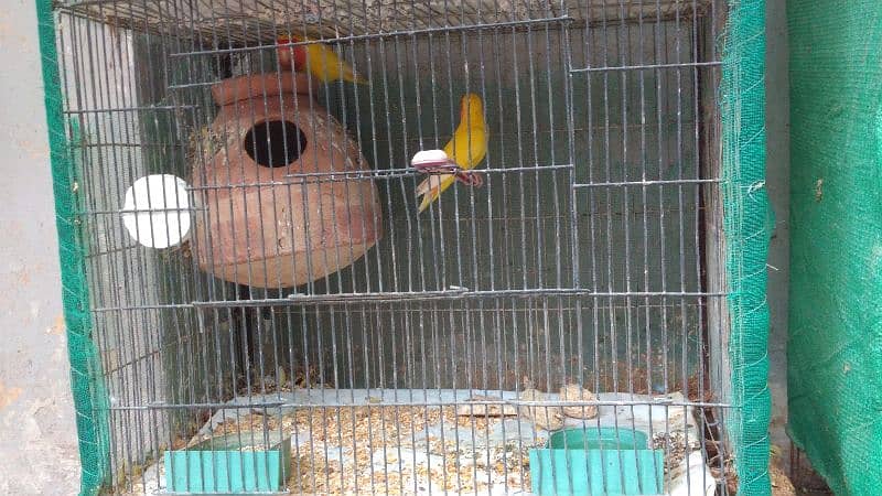 Latino and Budgies pair and babies for sell 1