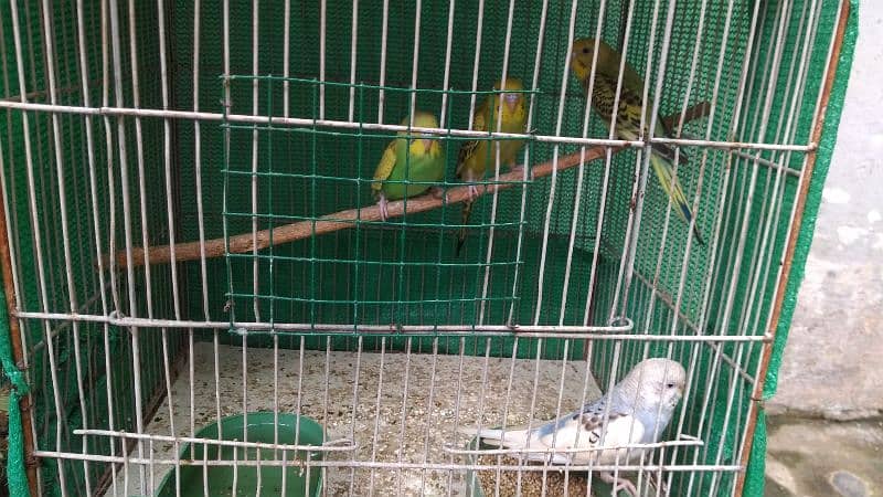 Latino and Budgies pair and babies for sell 2