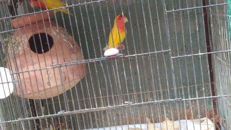 Latino and Budgies pair and babies for sell 3