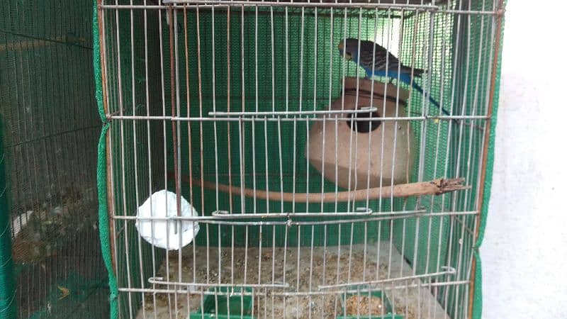 Latino and Budgies pair and babies for sell 6