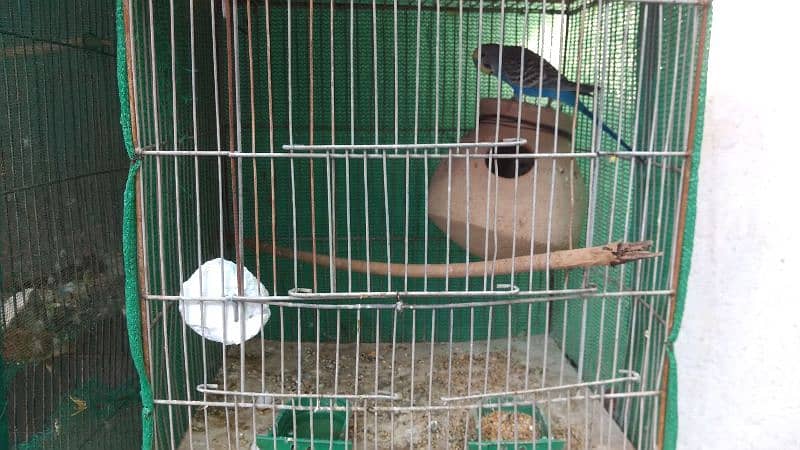 Latino and Budgies pair and babies for sell 7