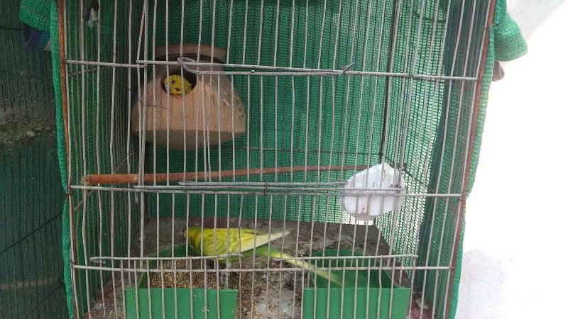 Latino and Budgies pair and babies for sell 8