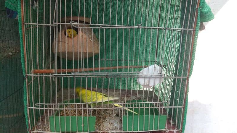 Latino and Budgies pair and babies for sell 9