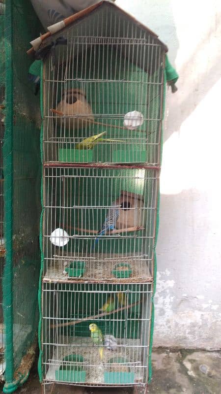 Latino and Budgies pair and babies for sell 10