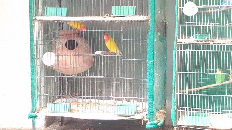 Latino and Budgies pair and babies for sell 11