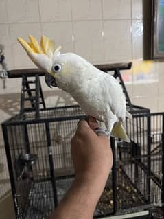 cockatoo citron