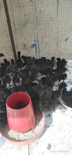 Ayam cemani Indonesian breed