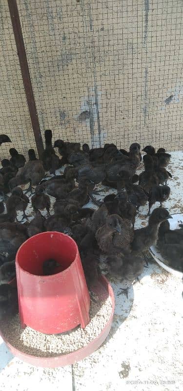 Ayam cemani Indonesian breed 0