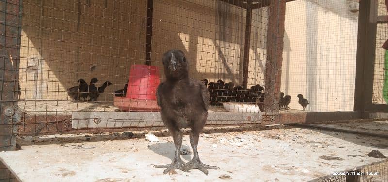 Ayam cemani Indonesian breed 1