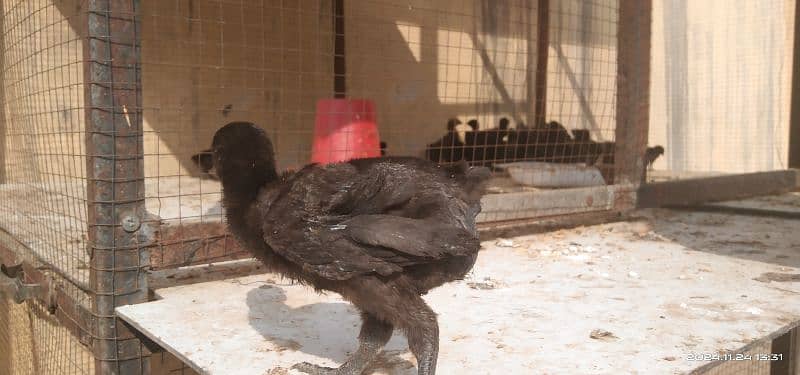 Ayam cemani Indonesian breed 2