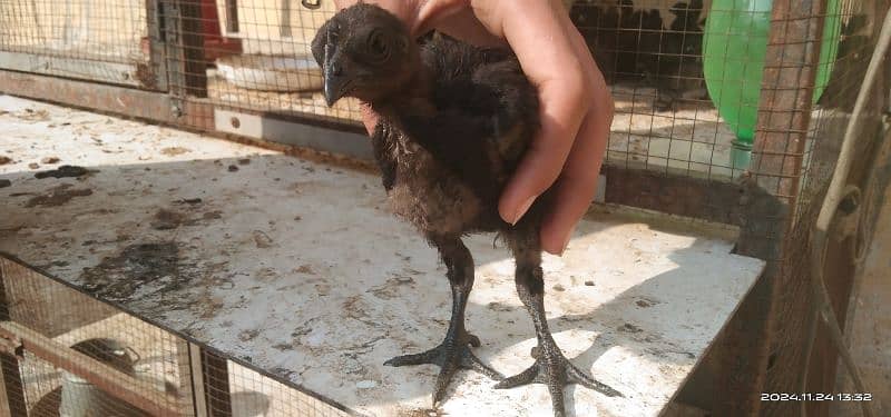 Ayam cemani Indonesian breed 3