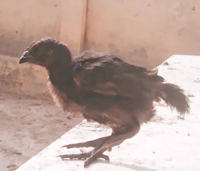 Ayam cemani Indonesian breed 4