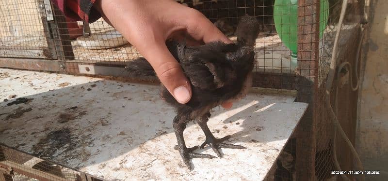 Ayam cemani Indonesian breed 5