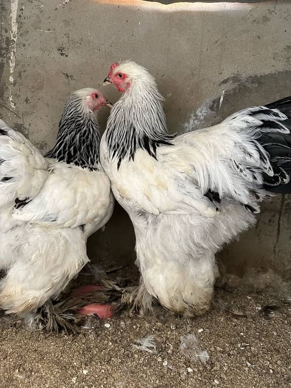 Aseel and white brahma available 0