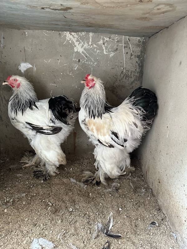 Aseel and white brahma available 3