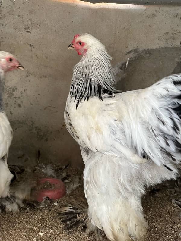 Aseel and white brahma available 4