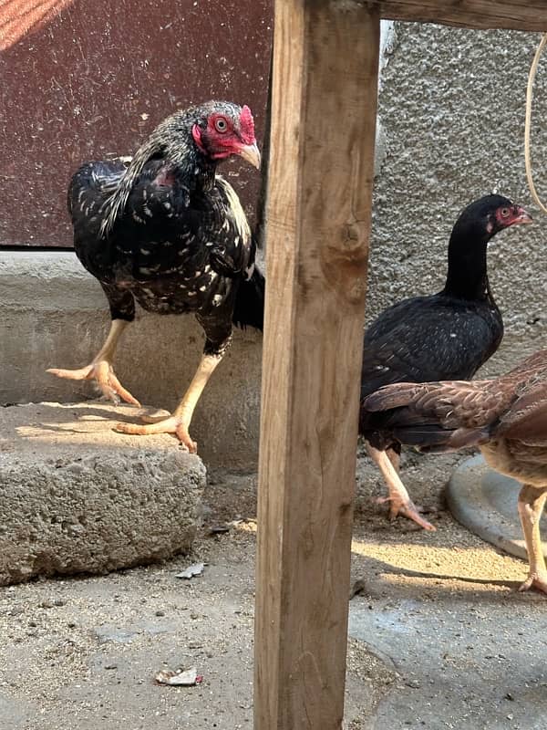 Aseel and white brahma available 6